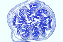 Mikropräparat - Roßkastanie, Blattknospe, quer. Blattentwicklung Mikropräparat - Roßkastanie, Blattknospe, quer. Blattentwicklung