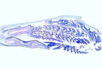 Mikropräparat - Roßkastanie, Blütenknospe längs