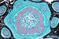 Mikropräparat - Ectophloische Siphonostele. Rhizom von Osmunda, quer