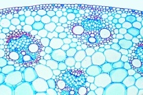 Mikropräparat - Ataktostele, mit geschlossenen kollateralen Leitbündeln, Stengel von Zea mays, quer Mikropräparat - Ataktostele, mit geschlossenen kollateralen Leitbündeln, Stengel von Zea mays, quer