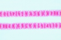 Mikropräparat - Oscillatoria, fadenförmige Blaualge. Kernäquivalente