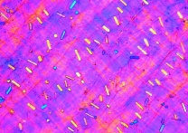 Mikropräparat - Allium cepa, Küchenzwiebel, trockene Schale mit Kalziumoxalatkristallen, total