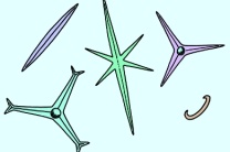 Mikropräparat - Spongilla, Süßwasserschwamm, isolierte Kieselnadeln