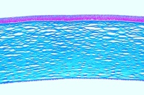 Mikropräparat - Cornea vom Rind, quer