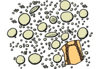 Mikropräparat - Weizenmehl Mikropräparat - Weizenmehl