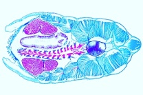 Mikropräparat - Branchiostoma lanceolatum, Lanzettfischchen, Körpermitte mit Kiemendarm, Leber und Gonaden, Chorda, quer