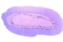 Mikropräparat - Seescheide, Clavelina, Querschnitt durch die Kiemendarmregion Mikropräparat - Seescheide, Clavelina, Querschnitt durch die Kiemendarmregion