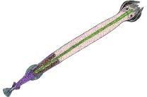 Mikropräparat - Pfeilwurm (Chaetognatha), Sagitta setosa, total