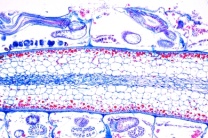 Mikropräparat - Moostiere, Bryozoen, Schnitt durch eine Kolonie