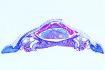 Mikropräparate in Serie - Weichtiere (Mollusca),15 Präparate (neue Ausführung) Mikropräparate in Serie - Weichtiere (Mollusca),15 Präparate (neue Ausführung)