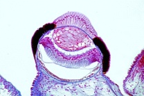 Mikropräparat - Kamm- oder Pilgermuschel, Pecten, Mantelrand mit Auge, längs Mikropräparat - Kamm- oder Pilgermuschel, Pecten, Mantelrand mit Auge, längs