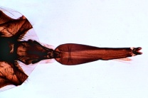 Mikropräparat - Wadenstecher, Stomoxys calcitrans, stechend-saugende Mundwerkzeuge, total Mikropräparat - Wadenstecher, Stomoxys calcitrans, stechend-saugende Mundwerkzeuge, total