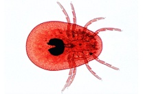 Mikropräparat - Zecke, Ixodes, Imago total