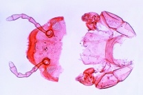 Mikropräparat - Steinkriecher, Lithobius, Mundwerkzeuge, total Mikropräparat - Steinkriecher, Lithobius, Mundwerkzeuge, total