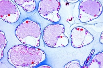Mikropräparat - Flußkrebs, Astacus, Kiemen, quer
