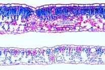 Mikropräparat - Fagus, Buche, Sonnen- und Schattenblatt, quer