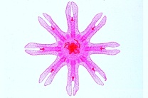 Mikropräparat - Aurelia, Ohrenqualle, Ephyra, total