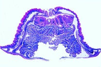 Mikropräparat - Actinia, Seerose, längs und quer Mikropräparat - Actinia, Seerose, längs und quer