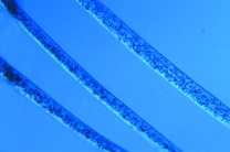 Mikropräparat - Azetat-Rayon Mikropräparat - Azetat-Rayon