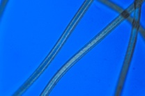 Mikropräparat - Perlon