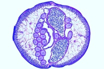 Mikropräparat - Ascaris lumbricoides, Spulwurm, Querschnitt durch die Geschlechtsregion vom Weibchen