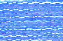 Mikropräparat - Sehne vom Rind, längs. Straffes Bindegewebe