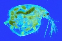 Mikropräparat - Daphnia, Wasserfloh