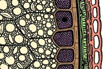 Mikropräparat - Roggenkorn, quer. Schichten der Samenschale, Endosperm