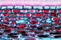 Mikropräparat - Gerbstoff in der Rinde der Rose (Rosa), quer. Gerbstoffreaktion