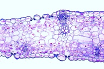 Mikropräparat - Blatt der Schwertlilie (Iris), quer. Typisches monokotyles unifaziales Blatt Mikropräparat - Blatt der Schwertlilie (Iris), quer. Typisches monokotyles unifaziales Blatt