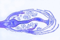 Mikropräparat - Blüte der Kirsche (Prunus avium), längs, Mittelständiger Fruchtknoten Mikropräparat - Blüte der Kirsche (Prunus avium), längs, Mittelständiger Fruchtknoten