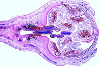 Mikropräparat - Blüte des Apfels (Pirus malus), längs, Unterständiger Fruchtknoten Mikropräparat - Blüte des Apfels (Pirus malus), längs, Unterständiger Fruchtknoten