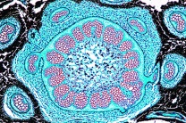 Mikropräparat - Rhizom vom Farn, Erdsproß quer