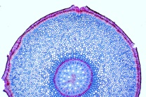 Mikropräparat - Philodendron (Monstera), Luftwurzel, quer