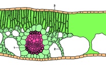 Mikropräparat - Laichkraut (Potamogeton), Blatt, quer