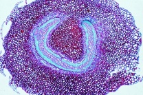 Mikropräparat - Selaginella, Moosfarn, Stamm mit Siphonostele, quer, Bärlappgewächse (Lycopodiatae)