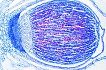 Mikropräparat - Marchantia, Lebermoos, ausgereiftes Sporogon, längs, Lebermoose (Hepaticae)