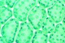 Mikropräparat - Mnium, Sternmoos, Blatt mit Chloroplasten in Aufsicht, total