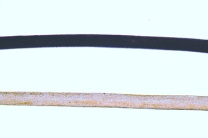 Mikropräparat - Naturblonde und naturschwarze Haare