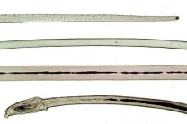 Mikropräparat - Augenwimper