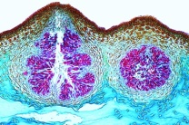 Mikropräparat - Fucus platycarpus, hermaphroditischer Tang, quer, Braunalgen Mikropräparat - Fucus platycarpus, hermaphroditischer Tang, quer, Braunalgen