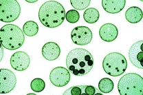 Mikropräparat - Volvox, Kugelalge, mit Tochterkolonien, total, Grünalgen (Chlorophyceae)