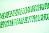 Mikropräparat - Spirogyra, Schraubenalge, vegetative Fäden, total, Jochalgen (Conjugatae)