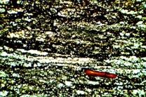 Ölschiefer, Gesteinsdünnschliff Dauerpräparat Ölschiefer, Gesteinsdünnschliff Dauerpräparat