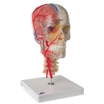 BONElike™ Schädel Modell, transparent und didaktisch aufbereitet, 7-teilig