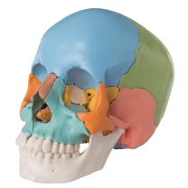3B Scientific® Steckschädel Modell, didaktische Farben, in 22 Knochen zerlegbar
