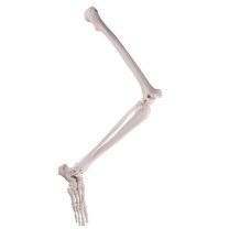 Beinskelett mit Fuß