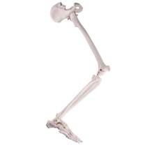 Beinskelett mit Hüftknochen