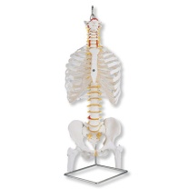 Klassische flexible Wirbelsäule mit Brustkorb und Oberschenkel - Stümpfen