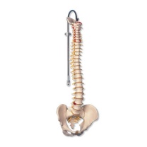 Klassische flexible Wirbelsäule